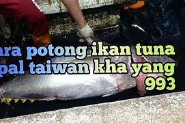 Cara Potong Ikan Tuna